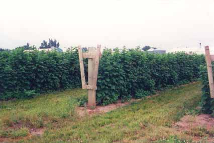 Raspberry field at Webster Farms