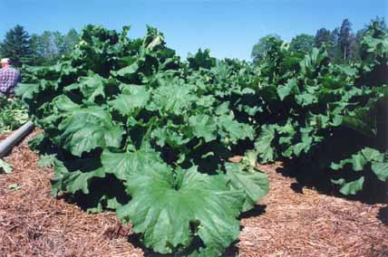 Rhubarb at Webster Farms
